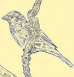 并蒂蓮的花語,雞冠花的花語,紅玫瑰的花語,秋海棠的花語,米花的花語